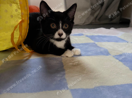 2 bonded male kittens
