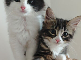 kittens - mid-long hair black and white and ginger