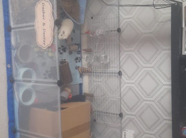 Guinea pigs