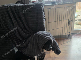 Puppy in need of re homing