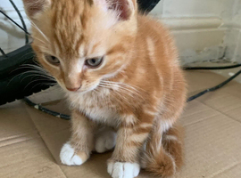 1 beautiful kitten seeking forever home!!!!!