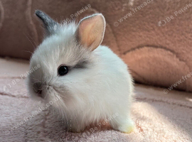Two Lionhead Babies left