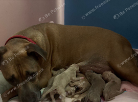 American bulldog cross American staff