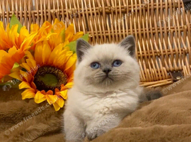 ABSOULETLY BEAUTIFUL PURE BRED BSH TEDDY BEARS