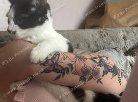 Female kitten
