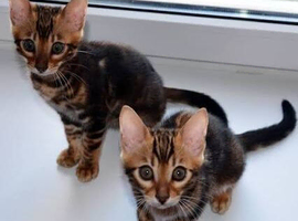 Bengal kittens