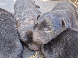 German shepherd pups