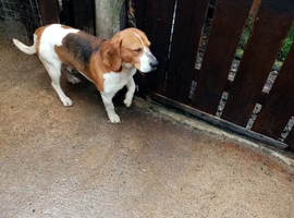Beagle dog