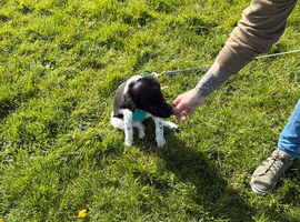 REHOMING MALE SPROLLIE