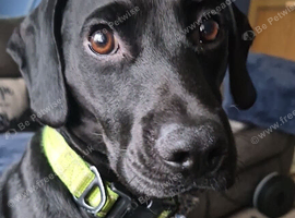 Patterdale terrier