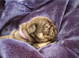 Adorable French Bulldog Puppies &ndash; 3 Boys & 2 Girls &ndash; Healthy, Playful, First Vaccination & Microchipped on Collection &ndash; Ready from 5th May 2026