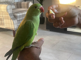Indian Ringneck baby tamed