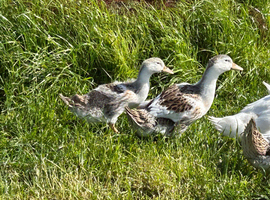 Silver Appleyard girls available