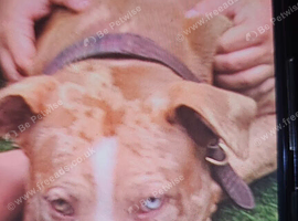Rehomeing my pup american bully classic