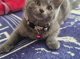 British shorthair girls