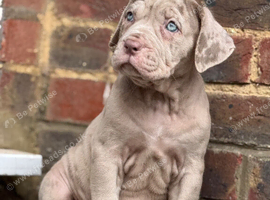Italian Mastiff cross