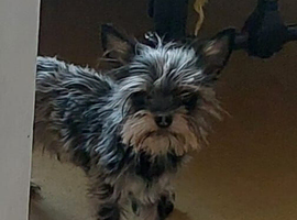 Mini Yorkshire terrier