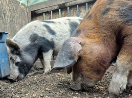 Pair of pet pigs