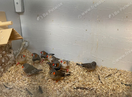 Zebra finches