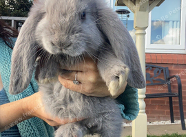 Giant French lops
