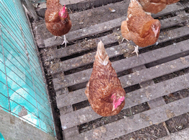 Hens for sale.  Warren's.