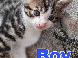 Kittens looking for 5* Homes
