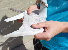 Racing Pigeon Cock Bird Rare colour Hen 2025 rrpa