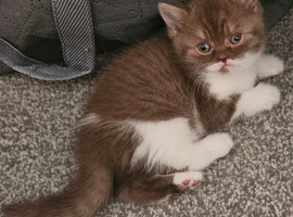 Beautiful Female Kittens Ready to Reserve