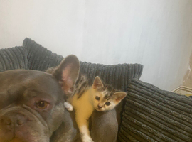 Female frenchie