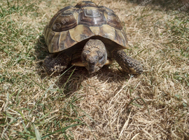 Greek tortoise