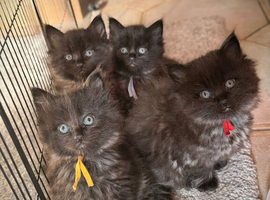 Black Smoke Ragcoon Kittens