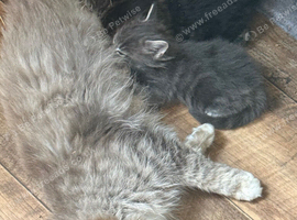 Maine coone/British shorthair kittens