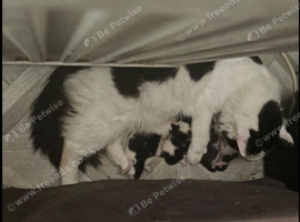 Gorgeous Half-Ragdoll Cross Kittens Looking for Loving Forever Homes
