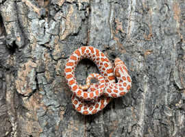 Hognose Snakes - Selection at Birmingham Reptiles