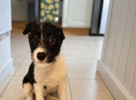 Male Puppy