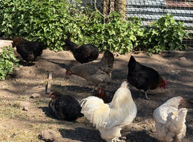 Chicken