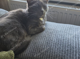 Russian blue female cat