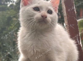 Turkish Angora mixed Kittens available