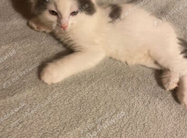 Ragdoll x British shorthair