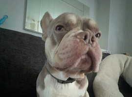 Frenchie