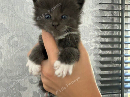 ALL BOYS!! Mainecoon cross kittens