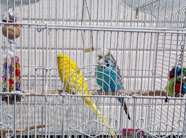 Pair of budgies with large cage and spare cage