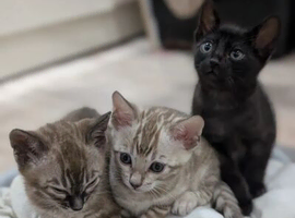 Stunning Purebred Bengal Kittens