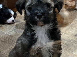 Tibetan Terrier puppy