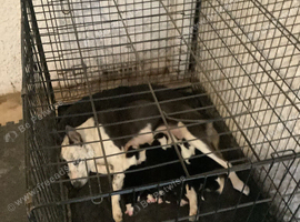 Stunning litter of 8 collie pups