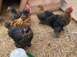 Lovely bantam cockerels