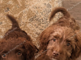 Toy cockapoo puppies