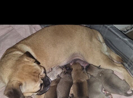 7 beautful frug puppies.