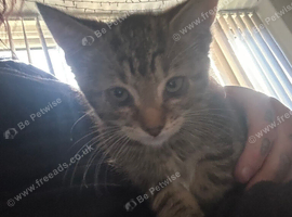 10 week old kittens