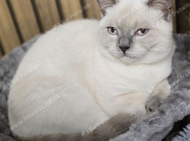 Elsa - British Shorthair lilac colour point